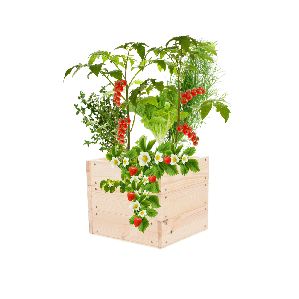 Skrzynia na warzywa skrzynie na warzywniak inspekt donica grządka 27x30x30