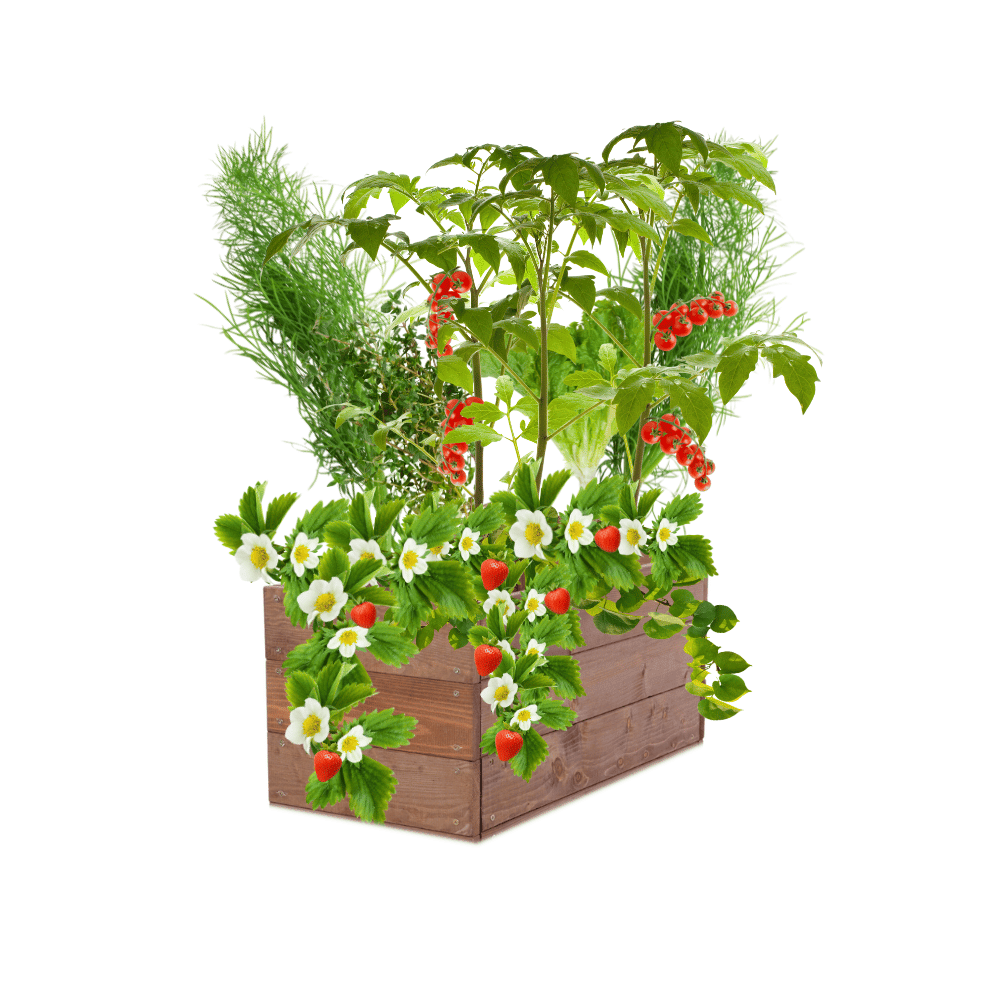 Skrzynia na warzywa skrzynie na warzywniak inspekt donica grządka 27x60x30