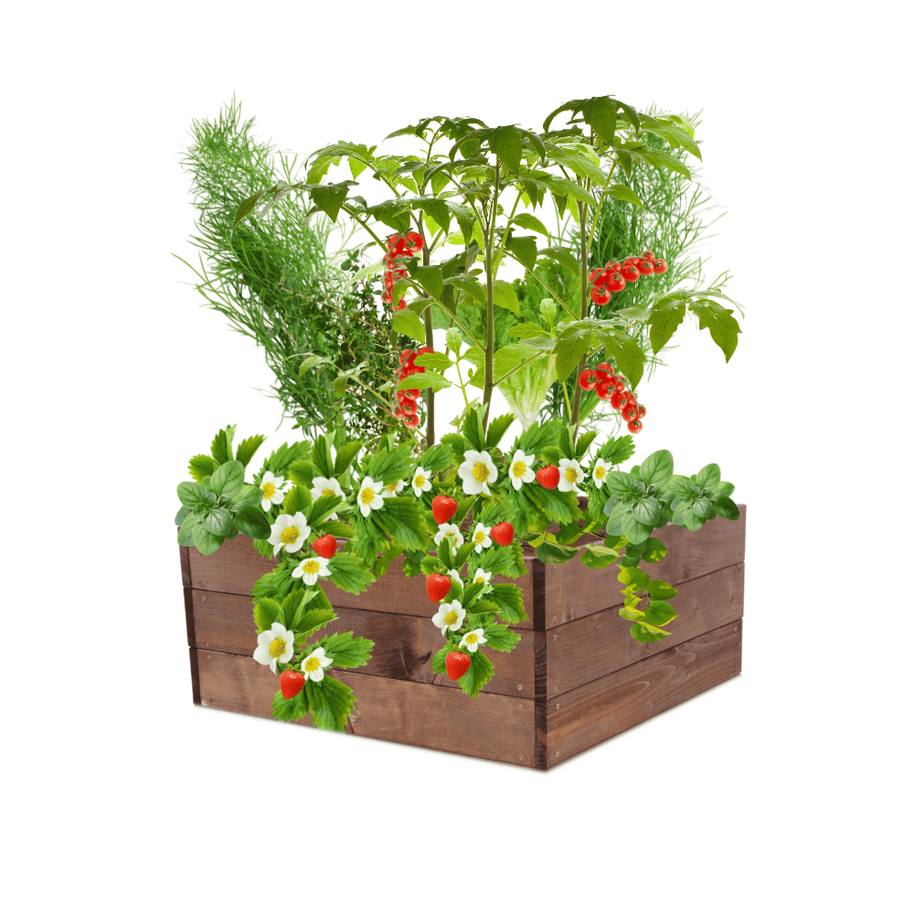 Skrzynia na warzywa skrzynie na warzywniak inspekt donica grządka 27x60x60