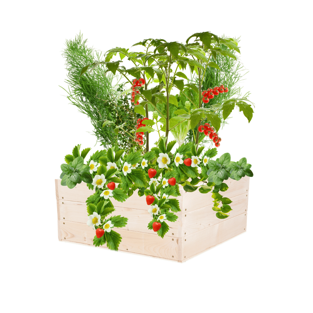 Skrzynia na warzywa skrzynie na warzywniak inspekt donica grządka 27x60x60