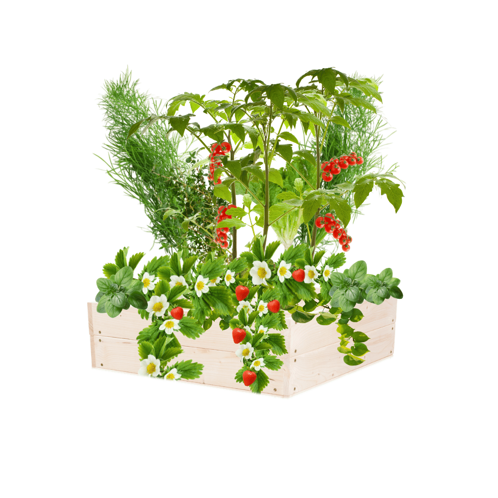 Skrzynia na warzywa skrzynie na warzywniak inspekt donica grządka 18x60x60