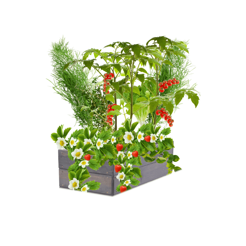 Skrzynia na warzywa skrzynie na warzywniak inspekt donica grządka 18x80x30