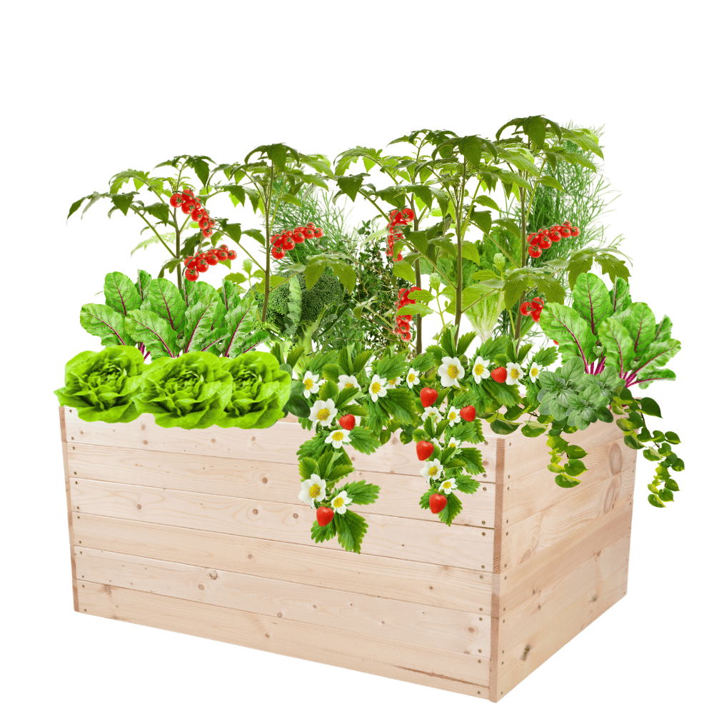 Warzywnik drewniany skrzynia inspekt donica zielnik grządka 54x120x100