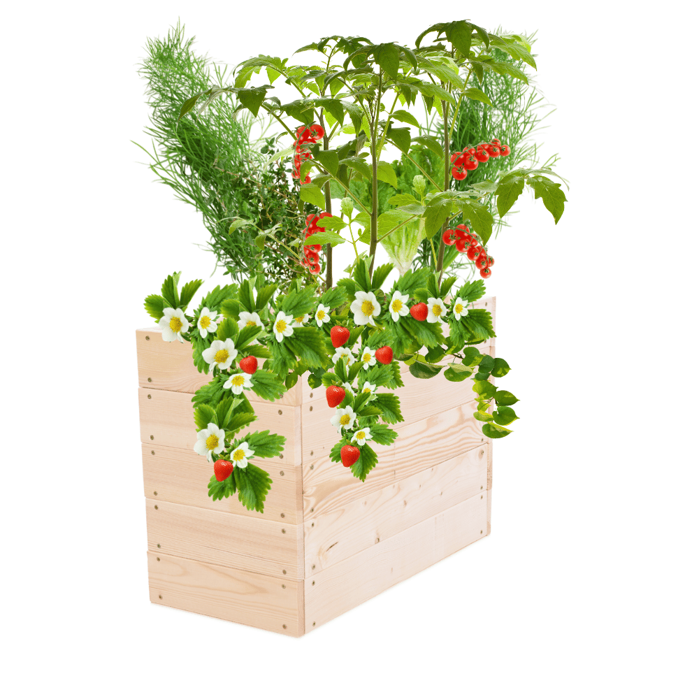 Podwyższona grządka warzywniak skrzynia inspekt donica impregnat 45x60x30