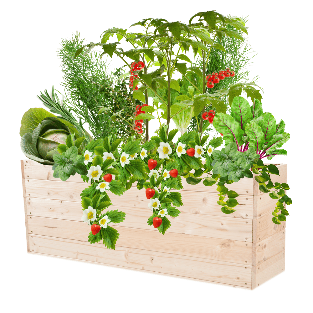 Podwyższona grządka warzywnik drewniany skrzynie inspekt donica 45x120x30