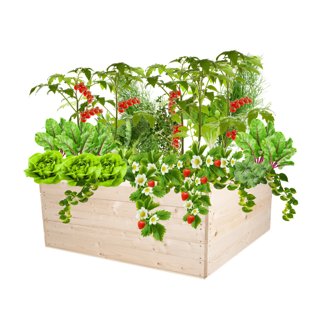 Donica drewniana warzywniak skrzynia inspekt grządka podwyższona 45x120x120