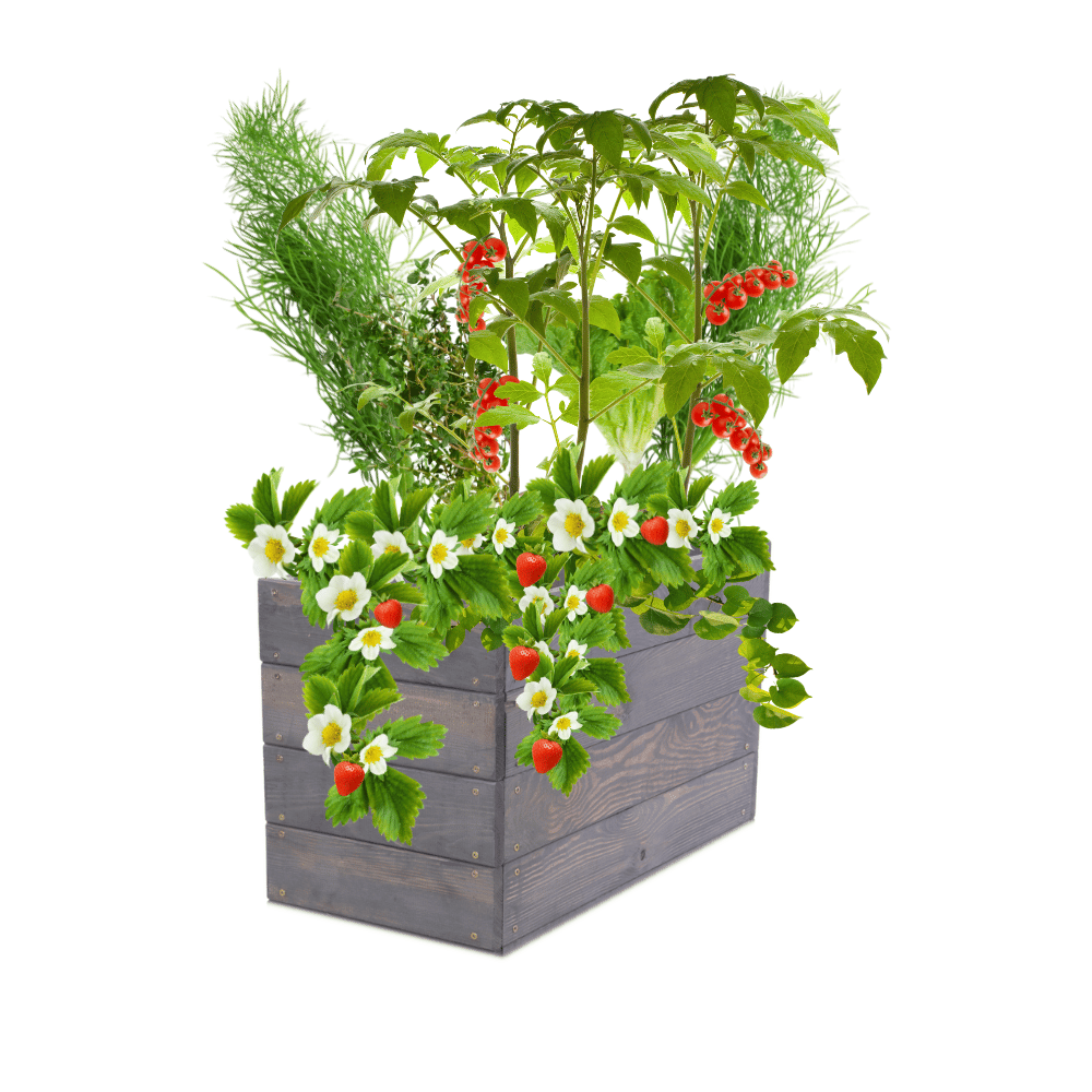 Podwyższona grządka warzywnik drewniany inspekt donica impregnat 36x60x30