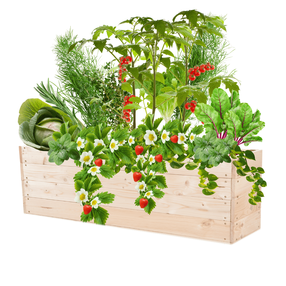 Warzywniak grządka podwyższona skrzynia inspekt donica impregnat 36x120x30