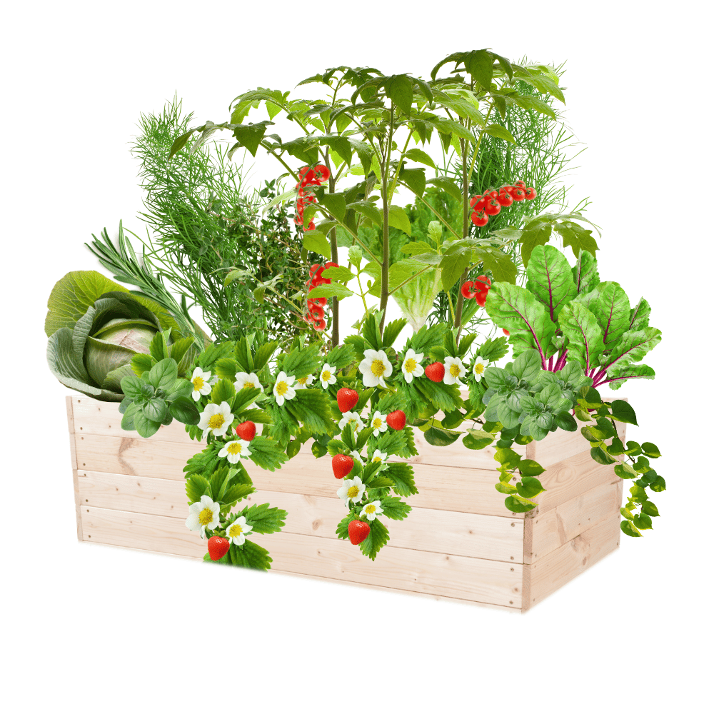 Podwyższona grządka warzywnik skrzynia inspekt donica impregnat 36x120x60