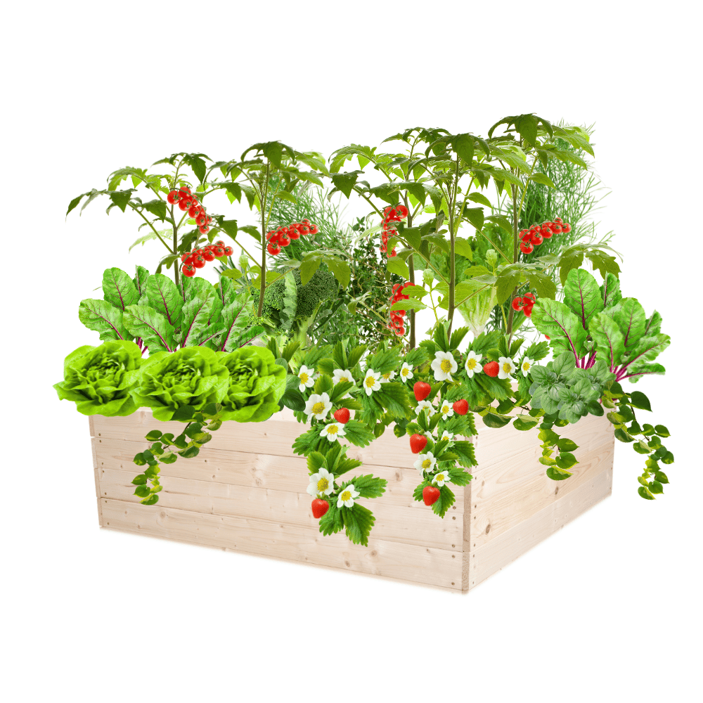 Grządka podwyższona donica warzywnik inspekt skrzynia impregnat 36x120x120