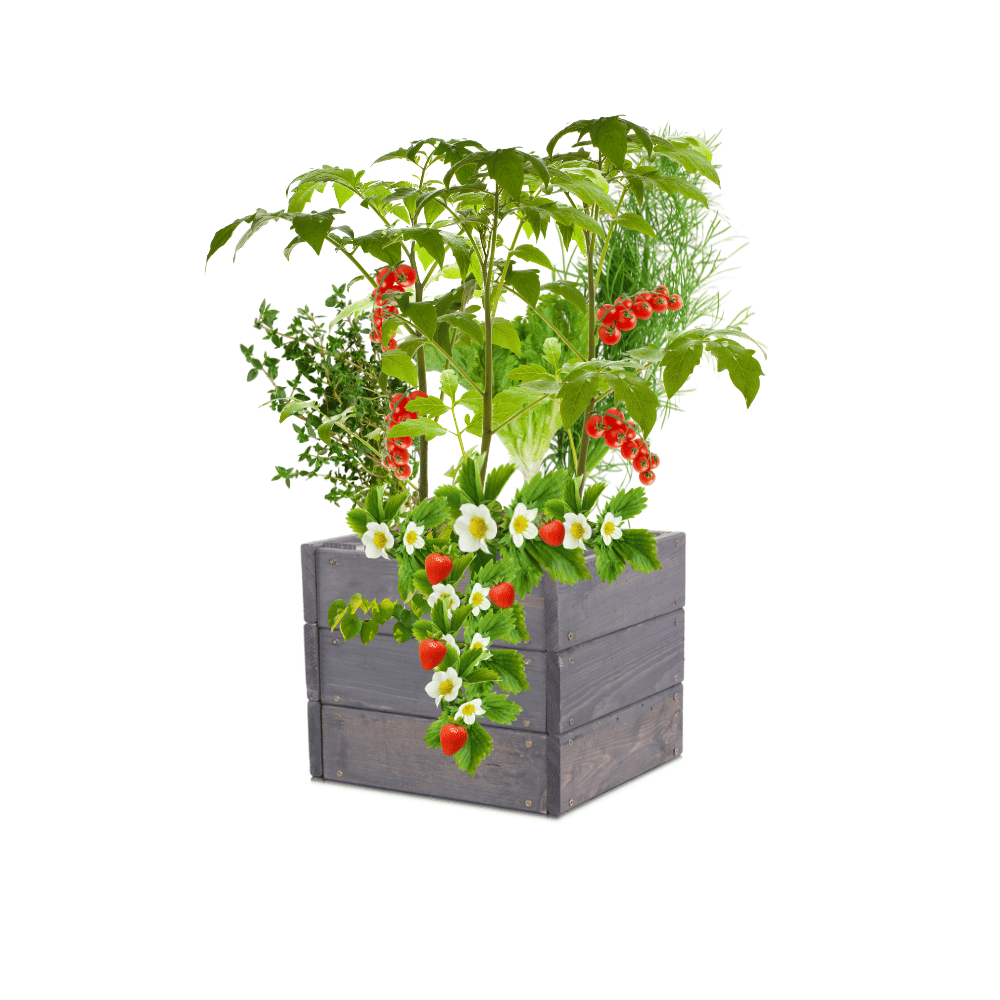 Skrzynie na warzywniak donica grządka podwyższona impregnat 27x30x30