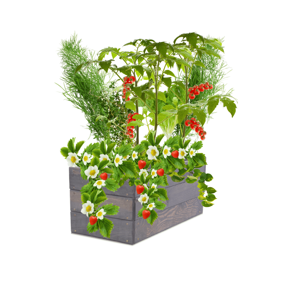 Grządka podwyższona impregnat warzywniak skrzynie inspekt donica 27x80x30