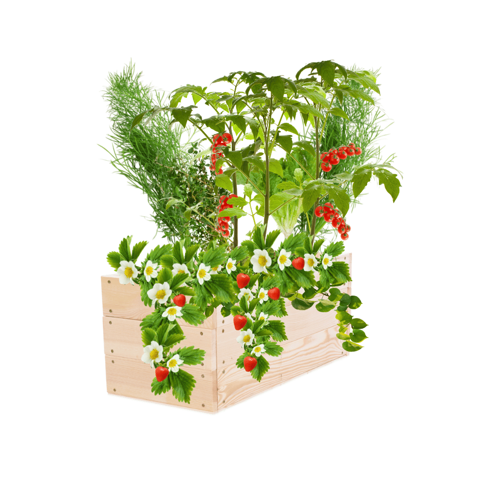 Grządka podwyższona drewniana skrzynia warzywniak inspekt donica 27x100x30