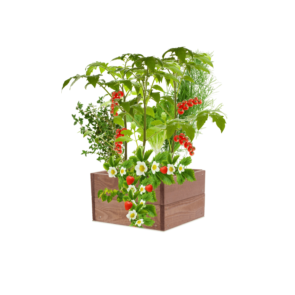 Skrzynia warzywniak impregnat inspekt donica grządka podwyższona 18x30x30