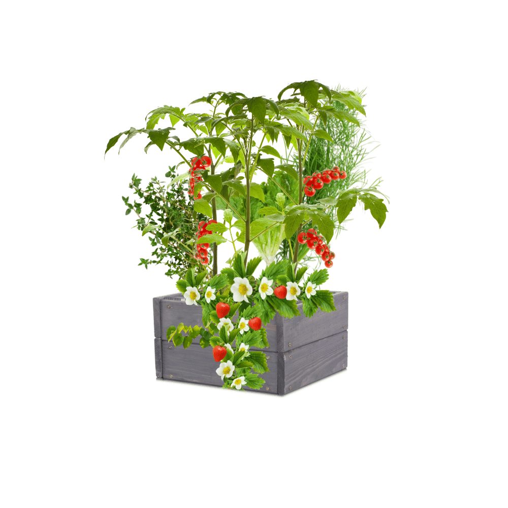 Warzywniak skrzynia drewniana impregnat inspekt donica grządka 18x30x30 EKO