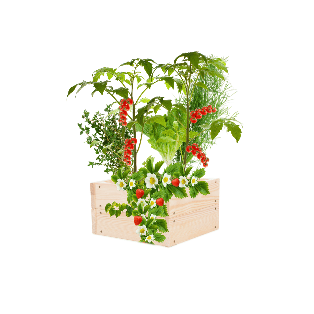 Inspekt drewniana skrzynia na warzywniak impregnat donica grządka 18x30x30