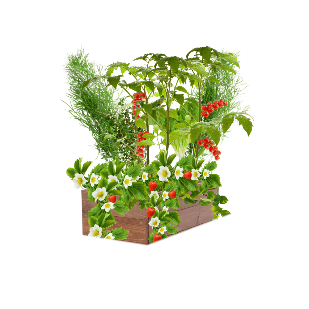 Skrzynia warzywniak impregnat inspekt donica grządka podwyższona 18x80x30