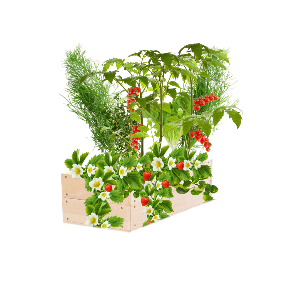 Grządka warzywnik drewniana skrzynie impregnat inspekt donica 18x80x30 EKO