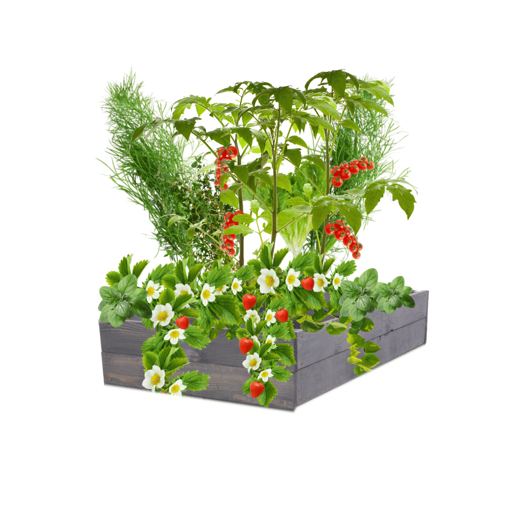 Skrzynia warzywniak impregnat donica inspekt grządka podwyższona 18x90x60