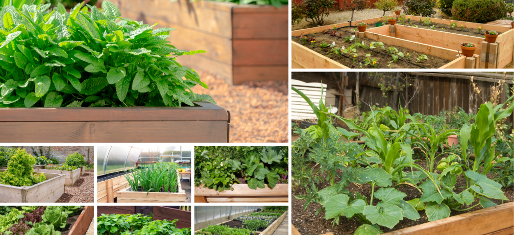 Jaką ziemię do grządki? Uprawy w grządkach podwyższonych. Drewniane skrzynie na warzywniaki